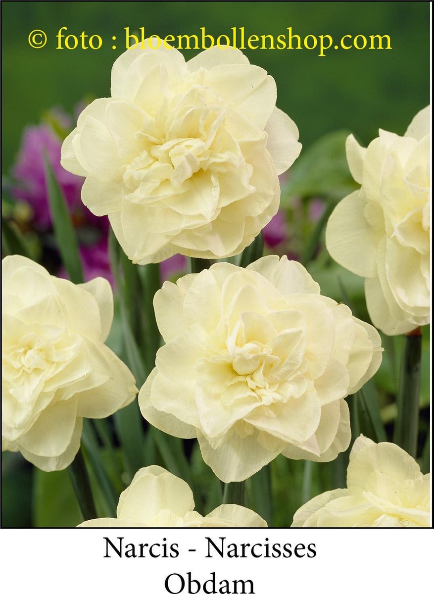 narcis Obdam 25 bollen maat 15/17 dubbele narcis