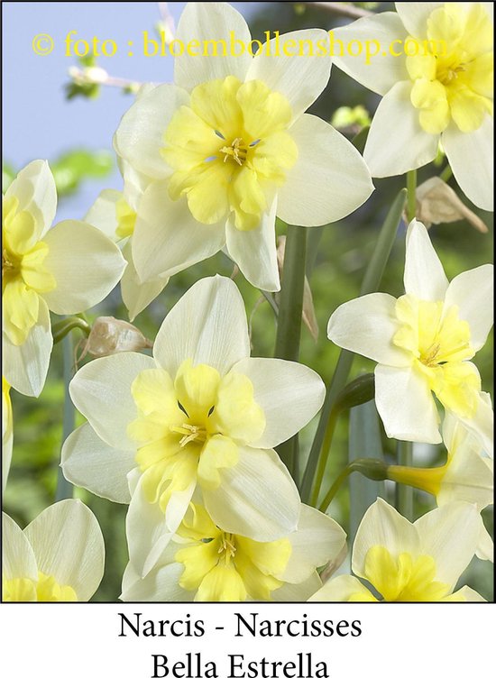 narcis Bella Estrella 20 bollen maat 14/16 | bol