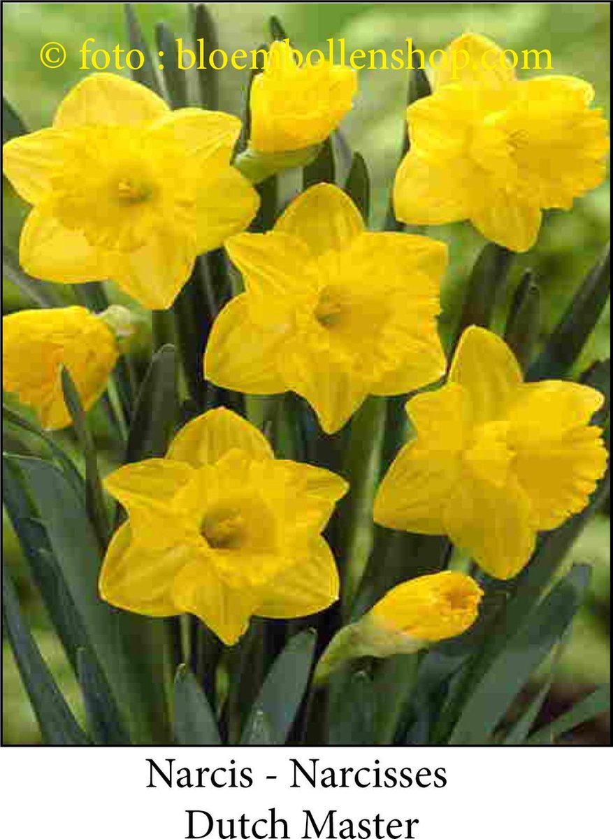 narcis Dutch Master 25 bollen maat 15/17 trompetnarcis