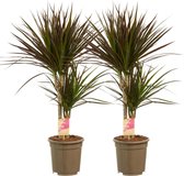 Dracaena Margenta