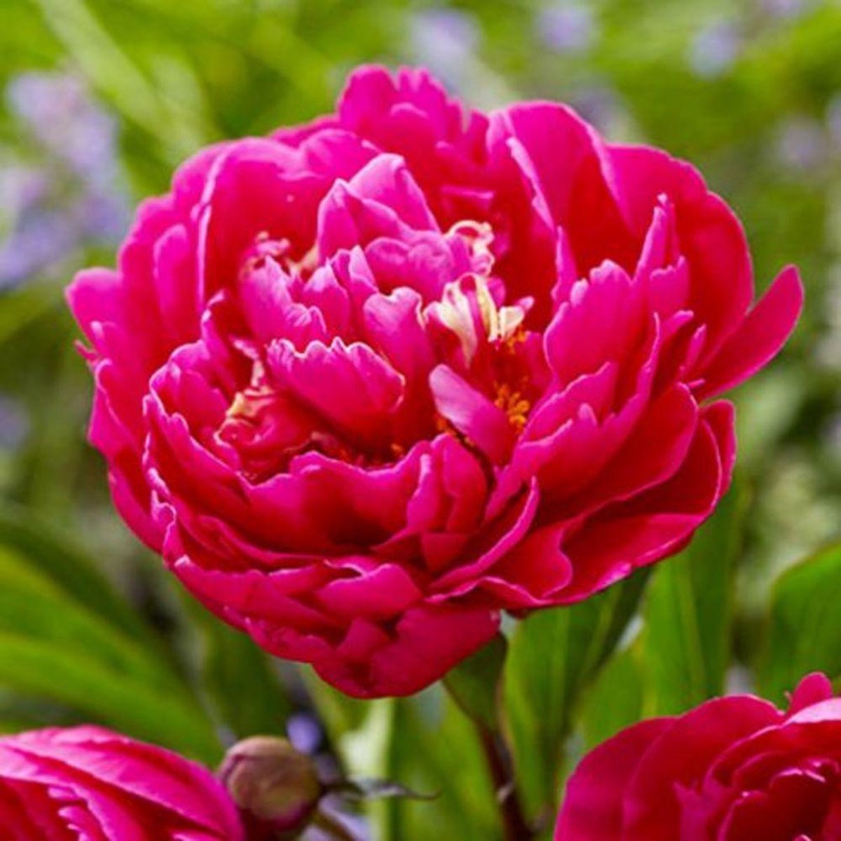 Dutch Bulbs Pioenroos - Purple Passion - Tuinplant - 1 stuk - Meerkleurig - Buitenplanten Winterhard