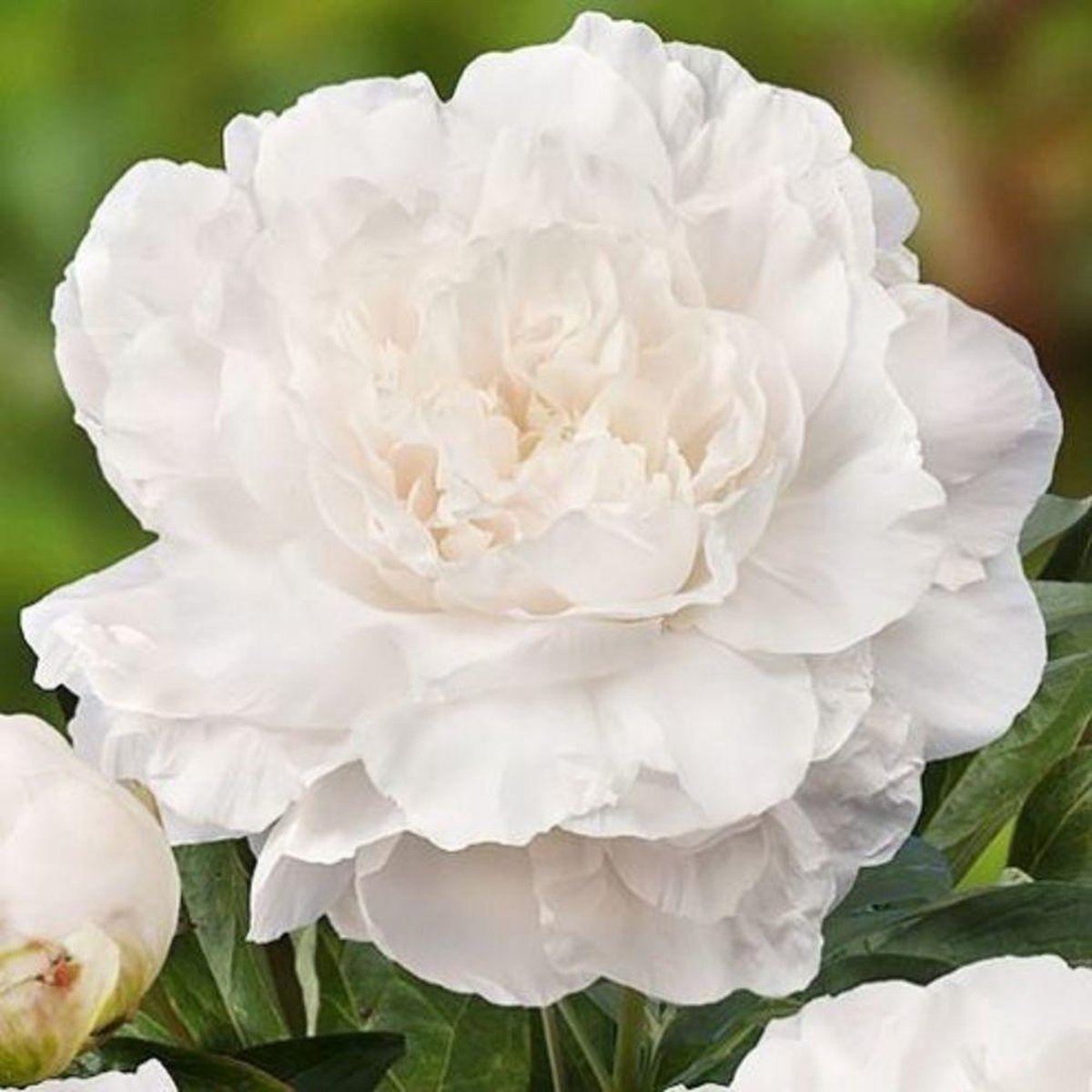 Dutch Bulbs Pioenroos - White Passion - Tuinplant - 1 stuk - Wit - Buitenplanten Winterhard