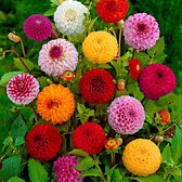 5x Dahlia 'Disco lights' - Pompon Dahlia - Prachtige bloemen - Gemengde kleuren - Zomerbloeiers - 5 bloembollen