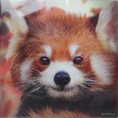 3D wenskaart - Panda  - Trendzz - 16 x16 cm