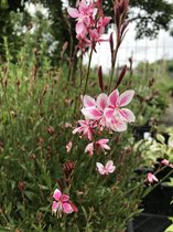6 x Gaura lindheimeri 'Siskiyou Pink' - Prachtkaars - P9 Pot (9 x 9cm) - Dima Vaste Planten