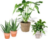 Plantenpakket 4x 'Easy Care' - Monstera, Blauwvaren, 2x Aloe Vera - Incl. decoratieve sierpotten -  30-70 cm