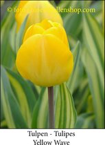tulp Yellow Wave 25 bollen maat 11/+ tulpen bloembollen