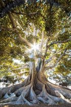 Deliberate Serendipity: Principles to lay the foundation for GREAT CHANGE and Deliberate Creation of your entire Experience.