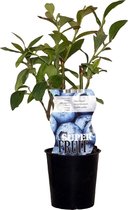Blauwe bosbessenplant - Goldtraube