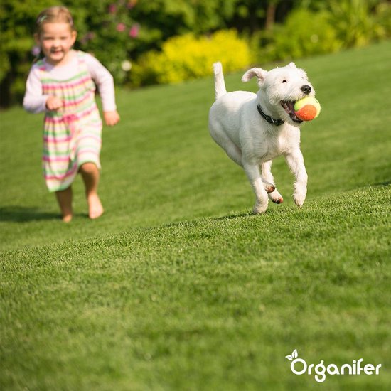 Een wit hondje rent over een groen gazon met een bal in de bek, een meisje in de achtergrond.