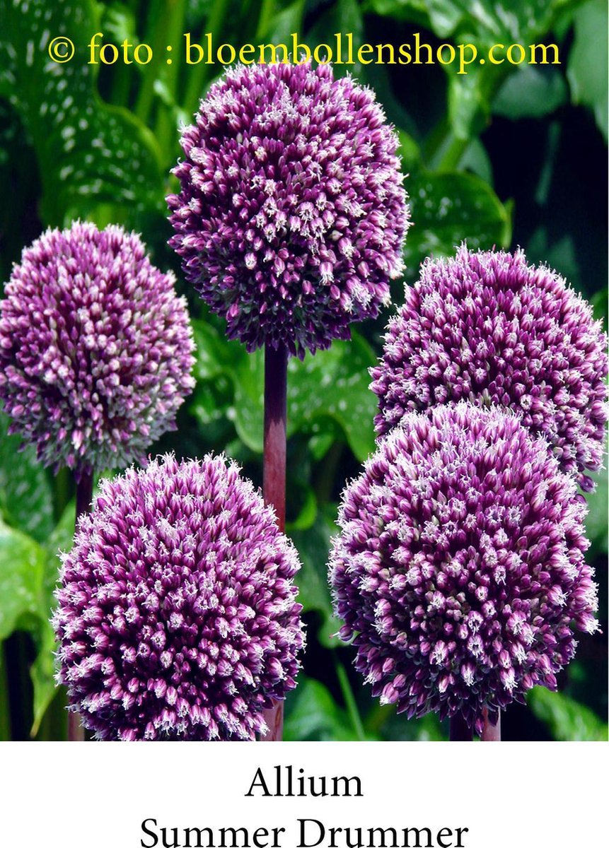 allium Summer Drummer 10 bollen maat 12/+