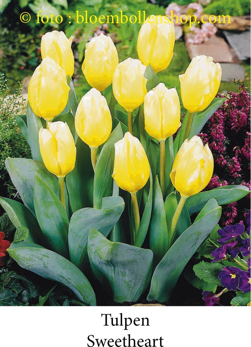 tulp Sweetheart 25 bollen maat 12/+ tulpen bloembollen