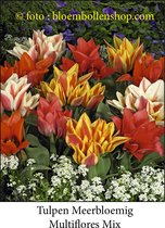 tulp Multiflores Mix 25 bollen maat 12/+ tulpen - bloembollen- tulpenbollen