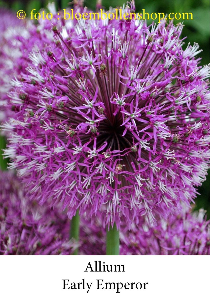 allium Early Emperor 5 bollen maat 12/+ sierui