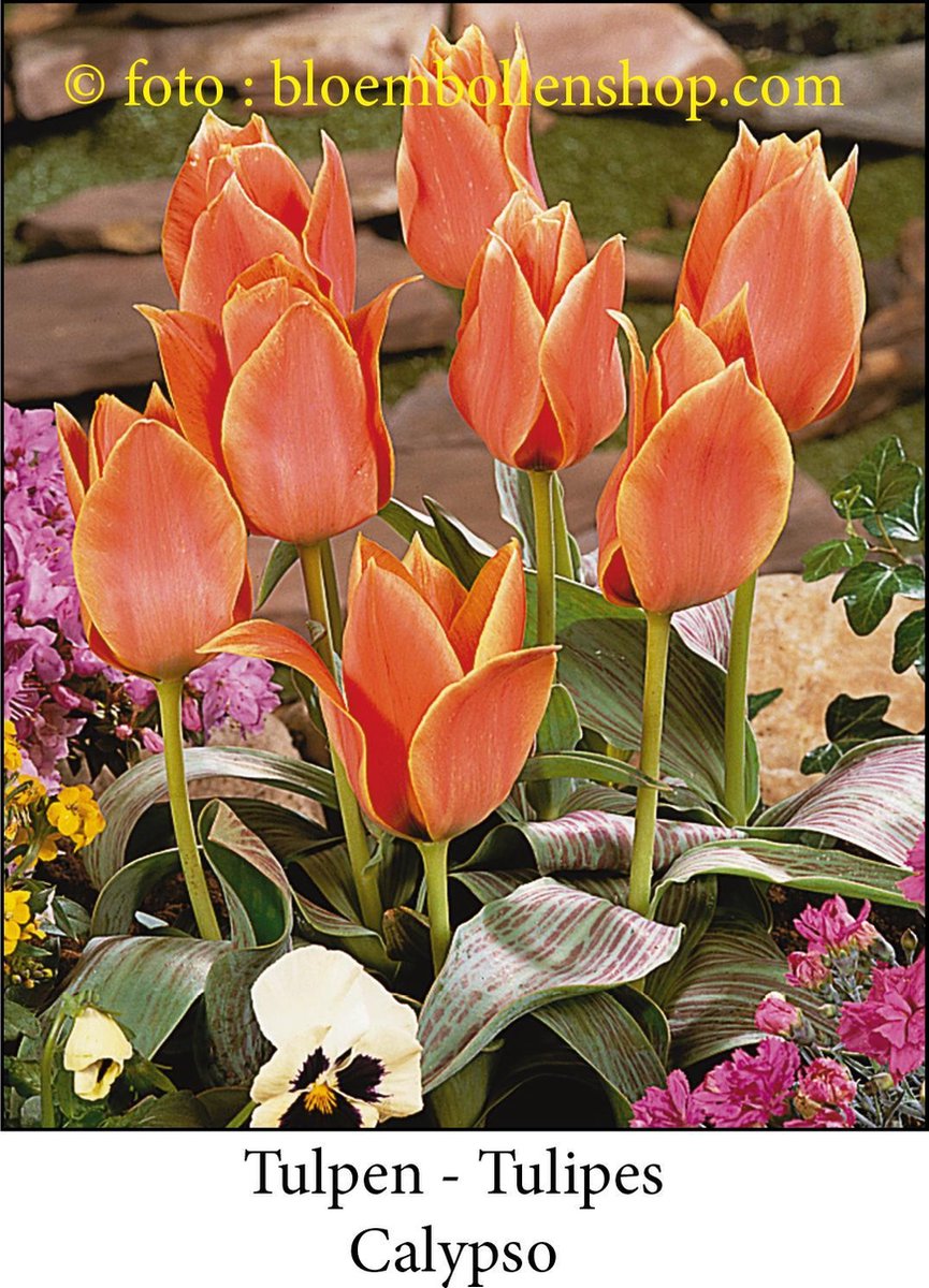 tulp Calypso 25 bollen maat 12/+ tulpen - bloembollen- tulpenbollen