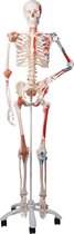 Het menselijk lichaam - anatomie model menselijk skelet met origo en insertie van spieren en ligamenten, flexibel, 177 cm