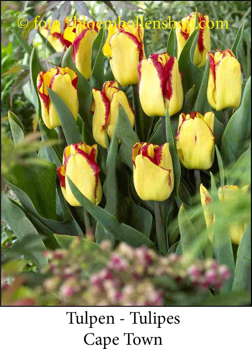 tulp Cape Town 25 bollen maat 12/+ tulpen - bloembollen- tulpenbollen