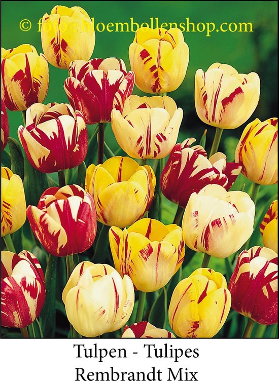 Bloembollen mix- Mix van 200 bloembollen! - Tulp - Narcis - En nog meer Bloembollen mix- Mix van 200 bloembollen! - Tulp - Narcis - En nog meer