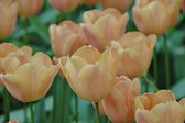 20 tulpenbollen remise cadeau verpakking - bloembollen - dubbele tulp - pioen - tuin - kado - geschenk - bedankje - juf - meester - collega - vrienden - familie - klanten - Nederla