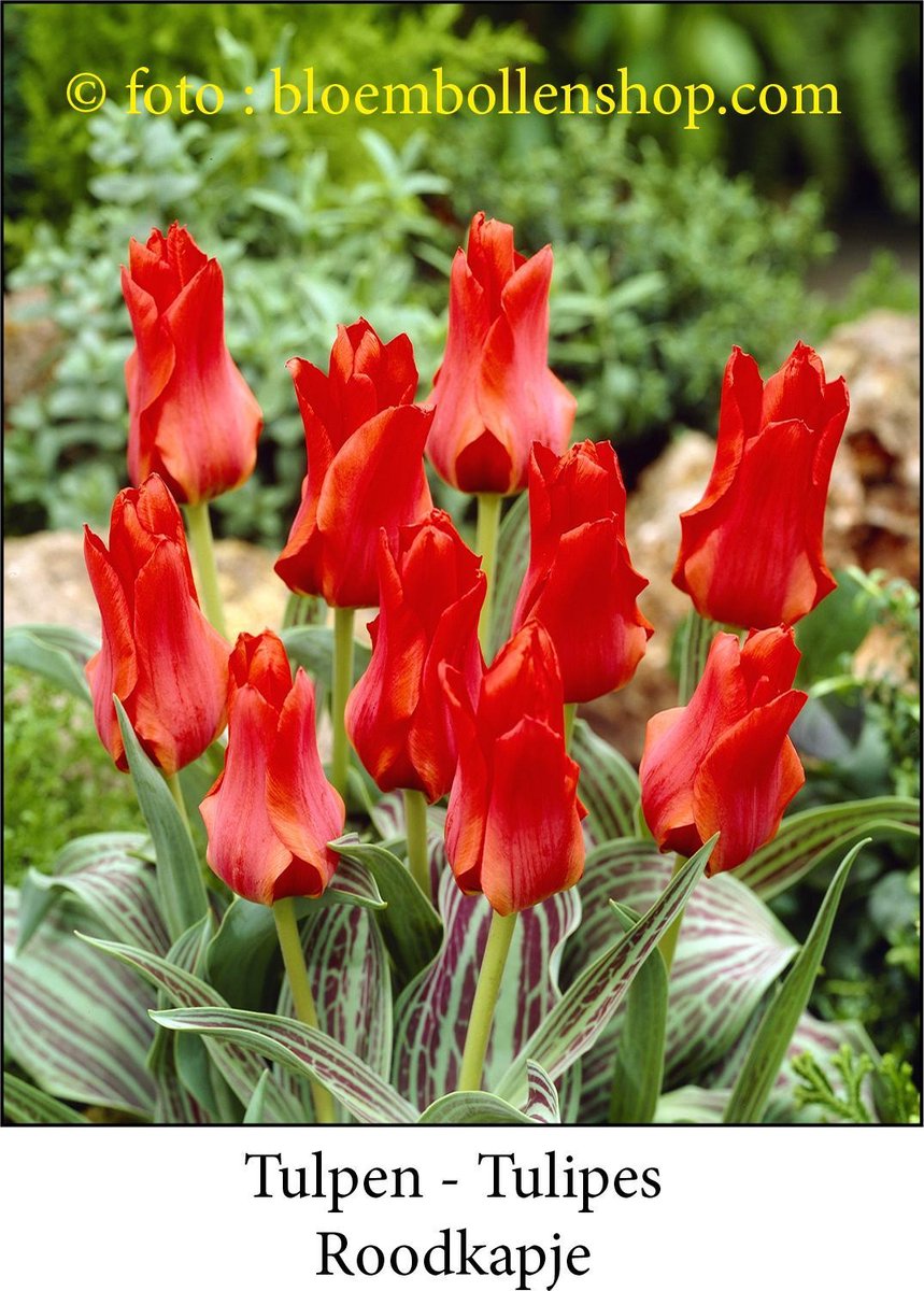 tulp Roodkapje 25 bollen maat 12/+ tulpen - bloembollen