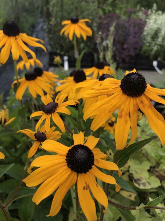6 x Rudbeckia fulgida 'Goldsturm' - Zonnehoed - P9 Pot ( 9 x 9cm) - Dima Vaste Planten