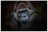 Gorilla op zwarte achtergrond - Foto op Akoestisch paneel - 150 x 100 cm
