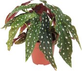 Plant in a Box - Begonia Wightii Polkadot - Stippenbegonia - Pot ⌀14cm - Hoogte ↕ 30-40cm