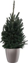 Hellogreen Kamerplant - Echte Kleine Kerstboom - Picea Glauca Super Green - 70 cm - ELHO Brussels Diamond Oyster Pearl