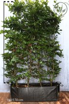 3 stuks | Groene beuk Kant-en-klaar Hagen 150-175 cm Kant-en-klaar Hagen - Populair bij vogels - Prachtige herfstkleur - Snelle groeier - Bladverliezend