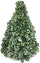 Echte Kerstboom Nobilis - 50 cm - Handgemaakt - Vers - Kerst Decoratie - Kerstversiering