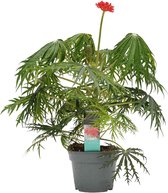 Plant in a Box - Jatropha Multifida - Exotische bloeiende kamerplant - Pot 17cm - Hoogte 45-50cm