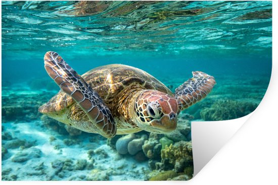 Muurstickers - Sticker Folie - Een schildpad zwemt onder water vlakbij de bodem - 30x20 cm - Plakfolie - Muurstickers Kinderkamer - Zelfklevend Behang - Zelfklevend behangpapier - Stickerfolie
