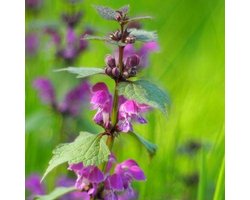 6x Lamium maculatum ‘Roseum’ - Dovenetel - Pot 9x9 cm