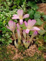 20x Herfsttijloos 'Colchicum byzantinum'  bloembollen met bloeigarantie