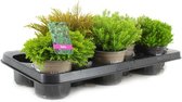 Mix van Hebe struiken (Struikveronica) - 6 planten - groenblijvend - ideale tuinplant - hoogte 10-15cm