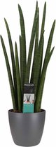 Hellogreen Kamerplant - Vrouwentong - Sansevieria Cylindrica Rocket - 70 cm - Elho brussels antracite