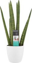 Hellogreen Kamerplant - Vrouwentong - Sanseveria Cylindrica - 70 cm - Elho brussels white