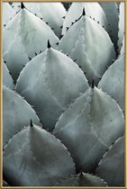 JUNIQE - Poster met kunststof lijst Agave foto -40x60 /Groen &