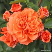 1x Rosa 'Orangerie'®  - KORDES - Kordes Perkroos - Plant-o-fix C2
