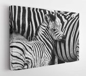 Twee zebra's in het Addo Elephant National Park, in de buurt van Port Elizabeth, Zuid-Afrika - Modern Art Canvas - Horizontaal - 1609358965 - 50*40 Horizontal