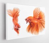 Oranje vechten van twee vissen geïsoleerd op een witte achtergrond, siamese vechten vis, Betta vis. Bestand bevat een uitknippad - Modern Art Canvas - Horizontaal - 651654355 - 40*