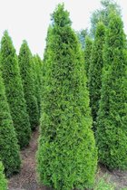 5 stuks | Westerse Levensboom 'Smaragd' Kluit 200-225 cm Extra kwaliteit - Compacte groei - Langzame groeier - Weinig onderhoud
