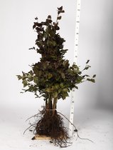 10 x Fagus sylv. 'Atropunicea' - Rode beuk 40-60 cm in blote wortel