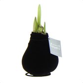 JP Plants- Zwarte Velvet Amaryllis bloembol - no water flowers - zonder vaas - bollen