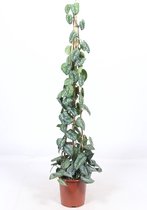 Kamerplant van Botanicly – Scindapsus – Hoogte: 160 cm – Scindapsus Trebie