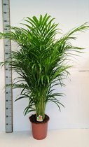 Kamerplant van Botanicly – Goudspalm – Hoogte: 140 cm – Dypsis lutescens