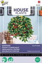 Buzzy® House Plants - Sierpeper Dwerg Mix (Capsicum annuum)