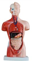 Anatomie model - Mini torso van het menselijk lichaam 26 cm - 15 delig