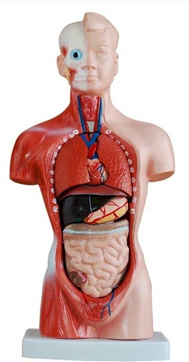 Anatomie model - Mini torso van het menselijk lichaam 26 cm - 15 delig
