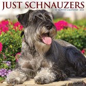 Schnauzer Kalender 2022
